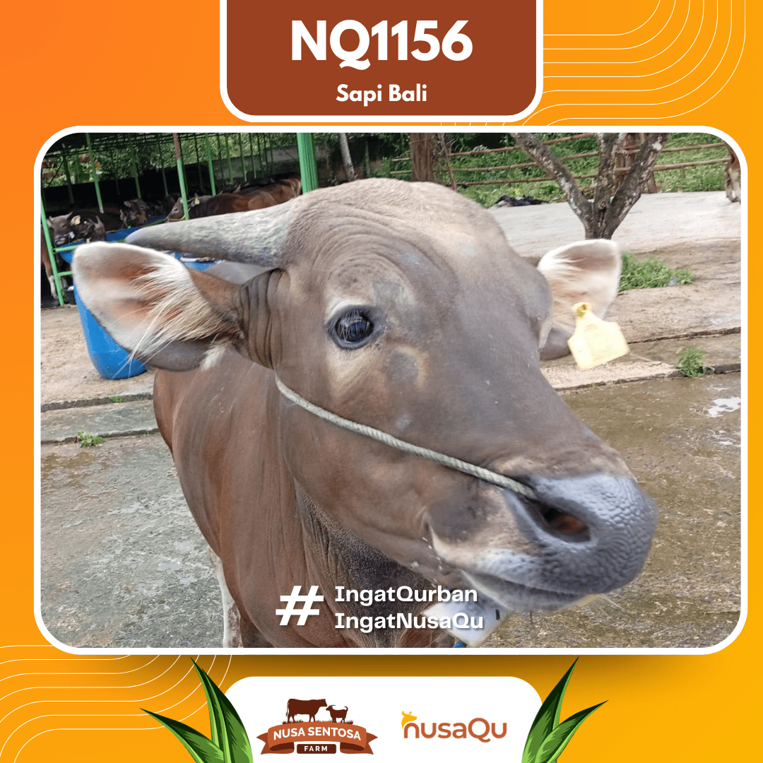 Sapi Sapi Bali NQ1156 2026 Bobot 414Kg foto 2