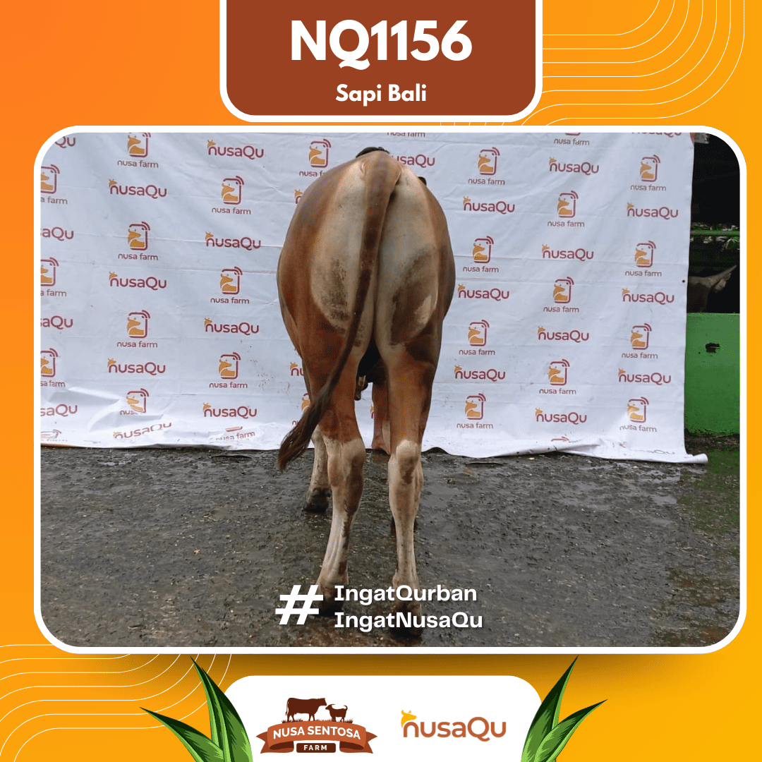 Sapi Sapi Bali NQ1156 2026 Bobot 414Kg foto 3