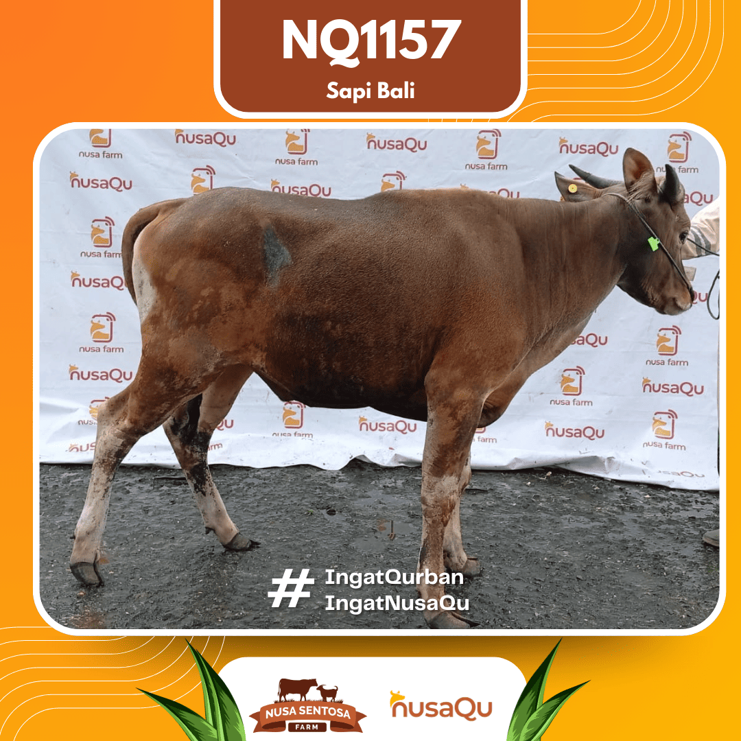 Sapi Sapi Bali NQ1157 2026 Bobot 427Kg
