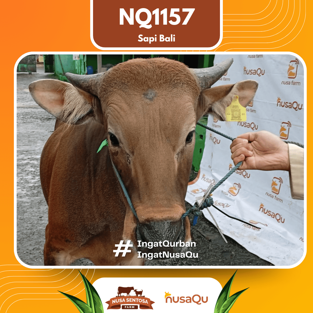 Sapi Sapi Bali NQ1157 2026 Bobot 427Kg foto 2
