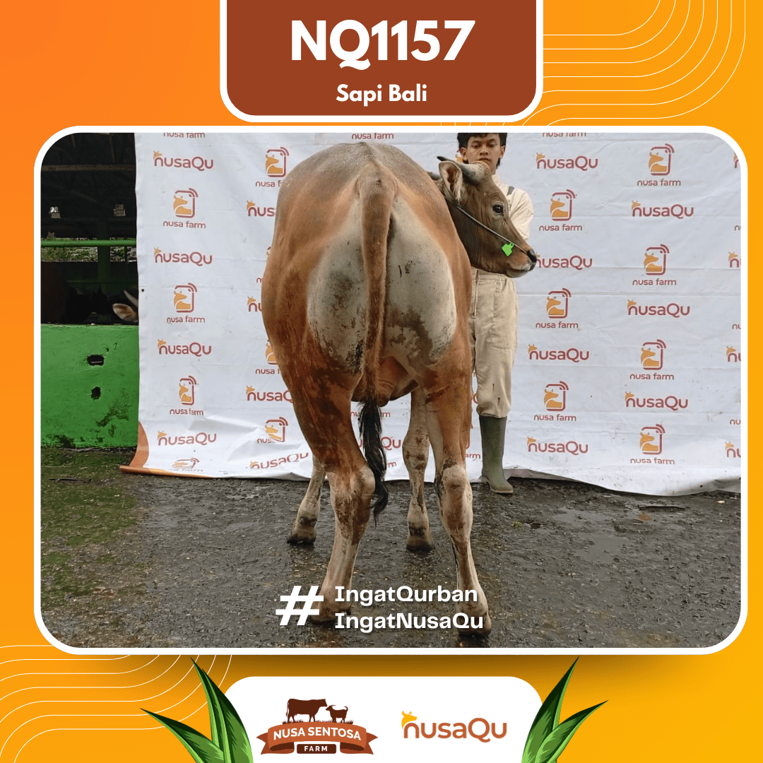 Sapi Sapi Bali NQ1157 2026 Bobot 427Kg foto 3