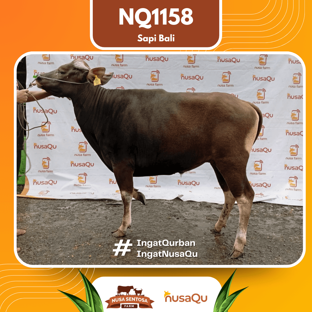 Sapi Sapi Bali NQ1158 2026 Bobot 422Kg