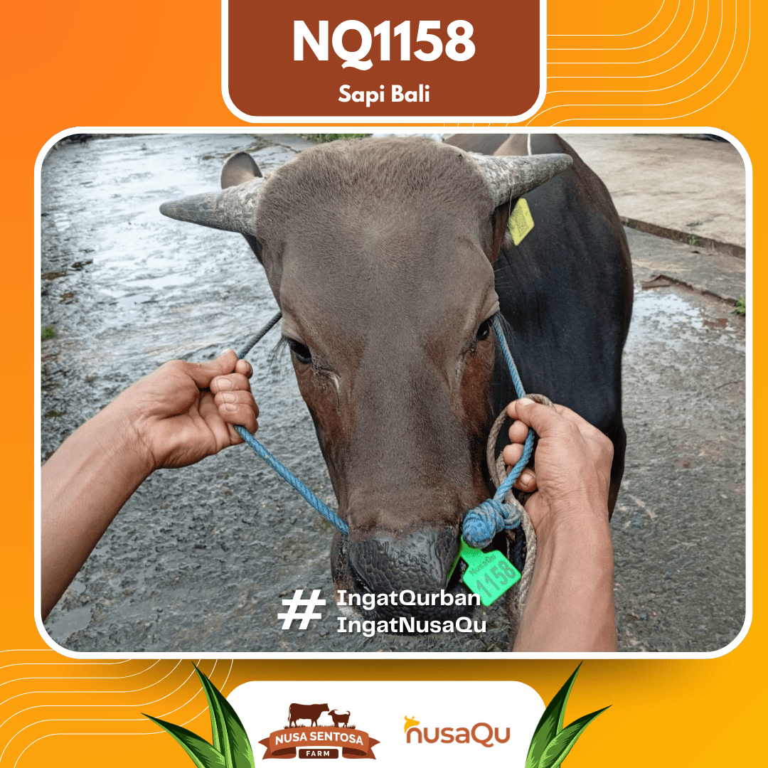 Sapi Sapi Bali NQ1158 2026 Bobot 422Kg foto 2