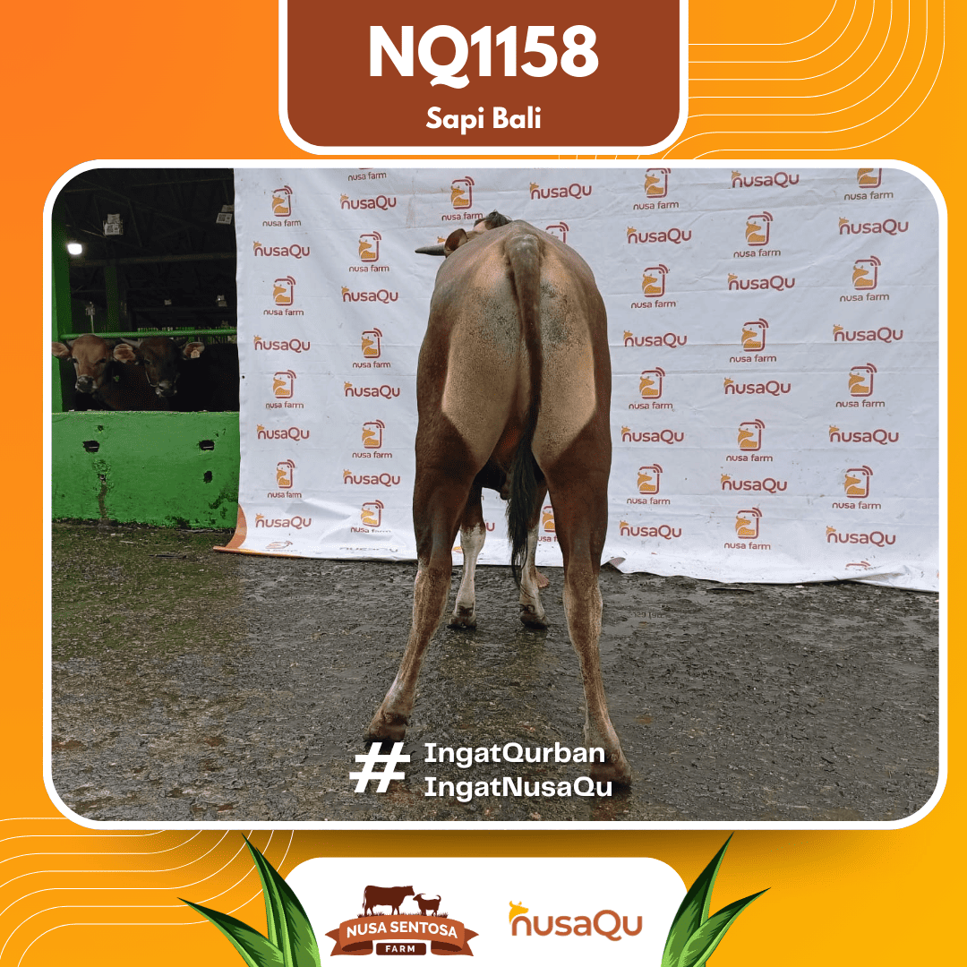 Sapi Sapi Bali NQ1158 2026 Bobot 422Kg foto 3