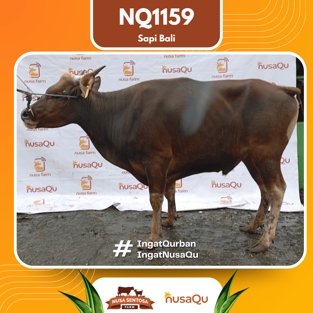 Sapi Sapi Bali NQ1159 2026 Bobot 375Kg