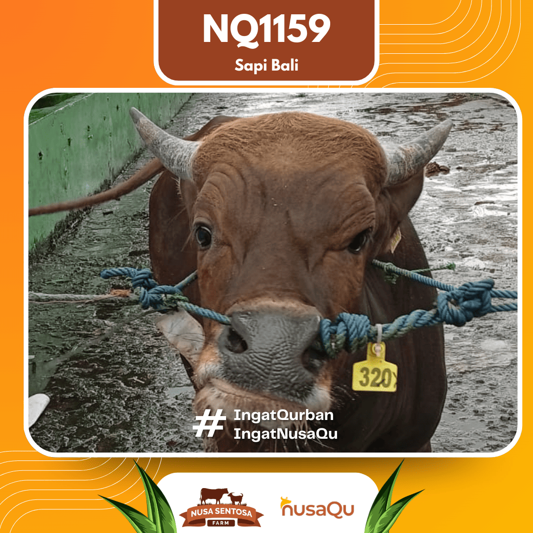Sapi Sapi Bali NQ1159 2026 Bobot 375Kg foto 2