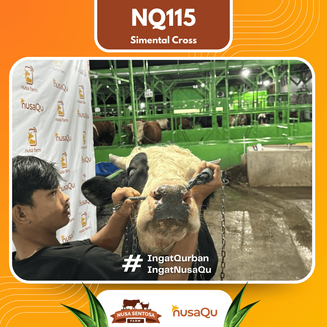 Sapi Simental Cross NQ115 2026 Bobot 750Kg foto 2