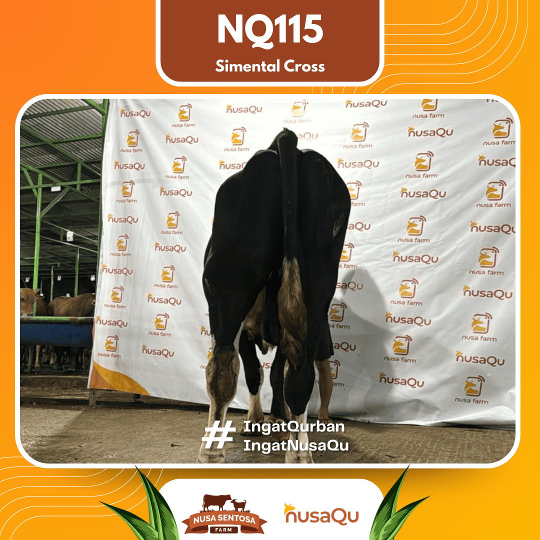 Sapi Simental Cross NQ115 2026 Bobot 750Kg foto 3