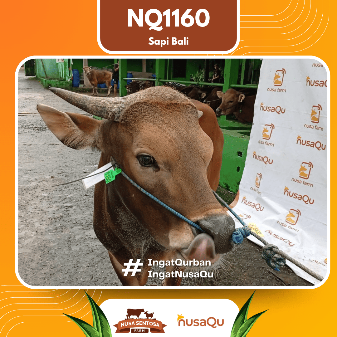 Sapi Sapi Bali NQ1160 2026 Bobot 421Kg foto 2