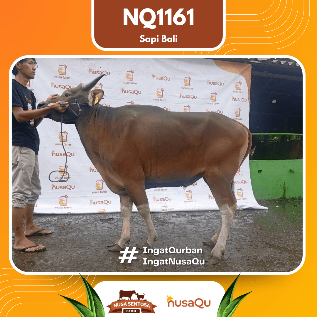 Sapi Sapi Bali NQ1161 2026 Bobot 420Kg