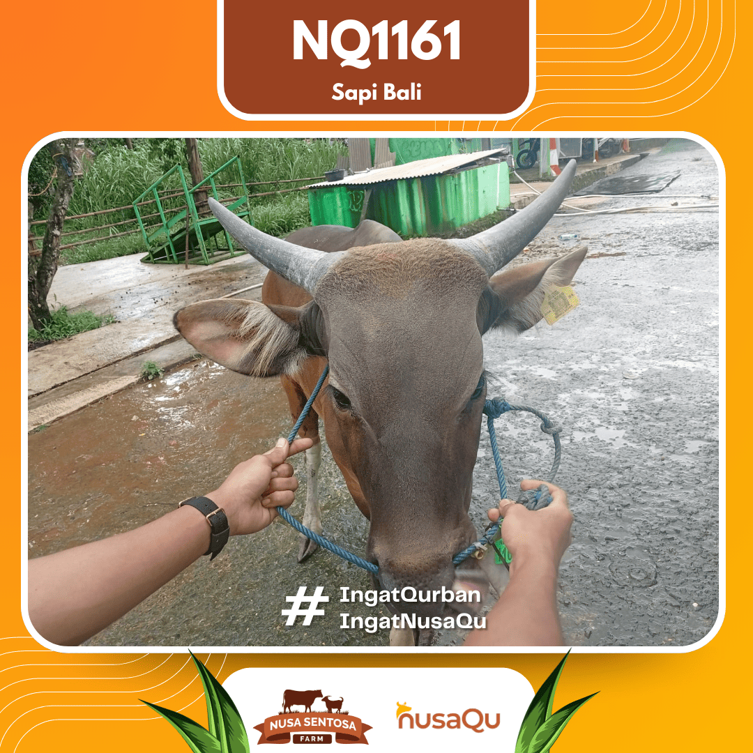 Sapi Sapi Bali NQ1161 2026 Bobot 420Kg foto 2