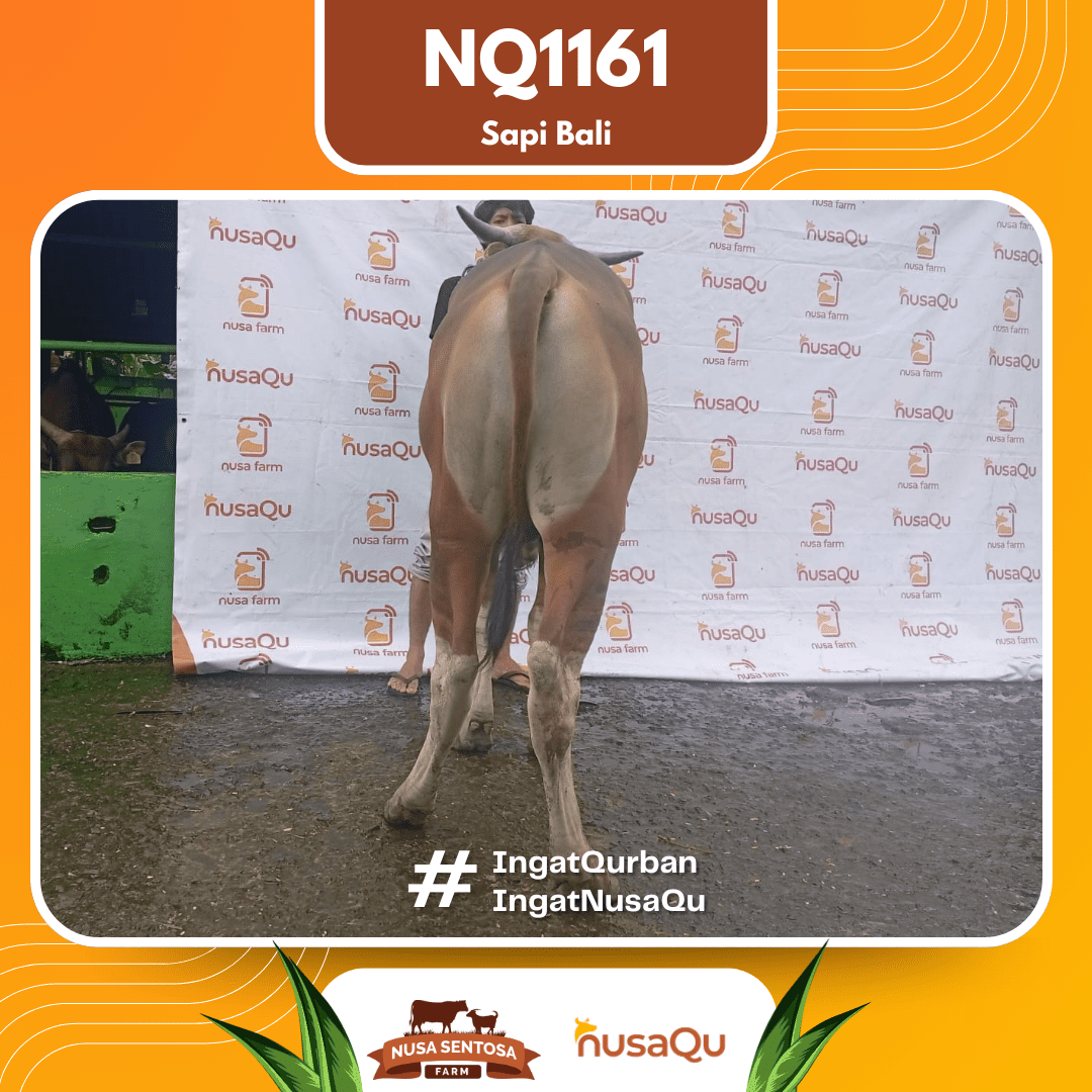 Sapi Sapi Bali NQ1161 2026 Bobot 420Kg foto 3