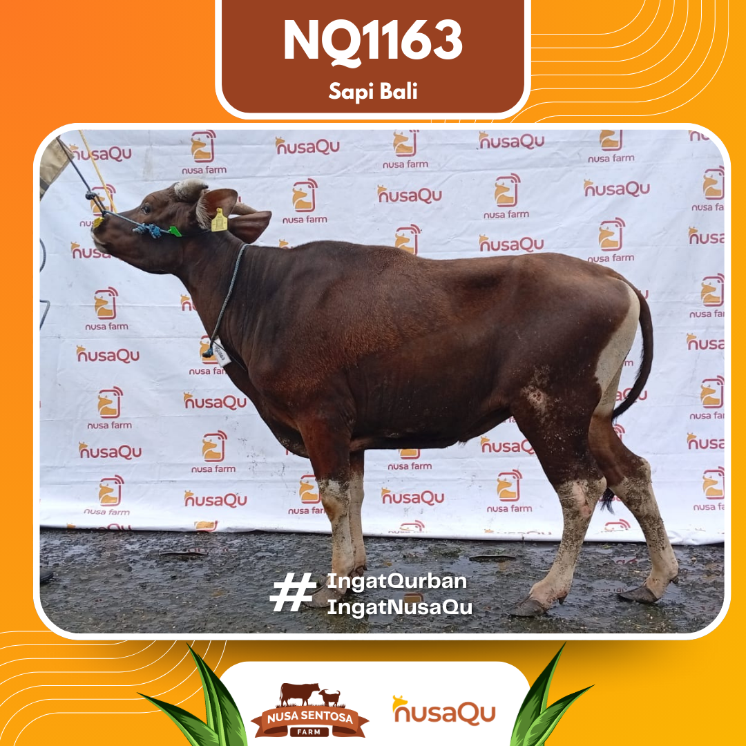 Sapi Sapi Bali NQ1163 2026 Bobot 376Kg