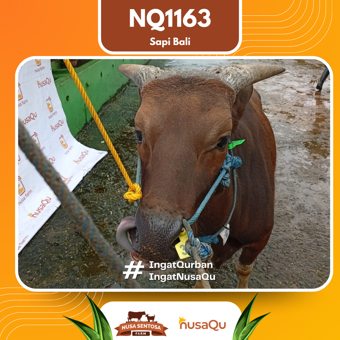 Sapi Sapi Bali NQ1163 2026 Bobot 376Kg foto 2