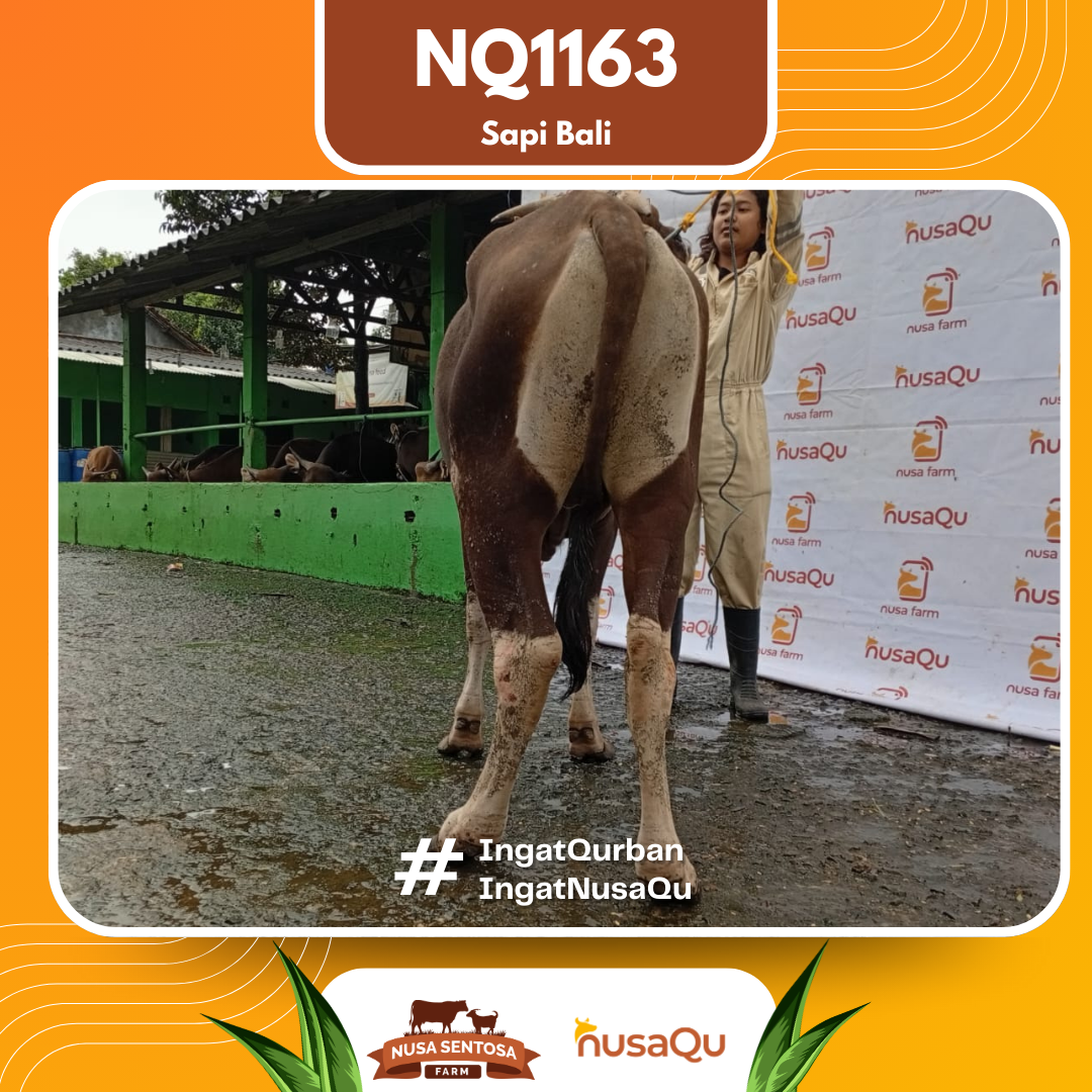 Sapi Sapi Bali NQ1163 2026 Bobot 376Kg foto 3