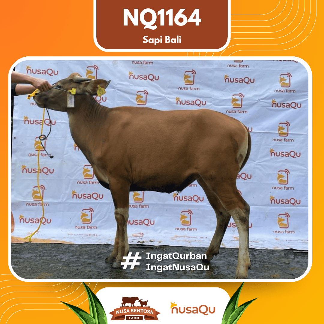 Sapi Sapi Bali NQ1164 2026 Bobot 379Kg