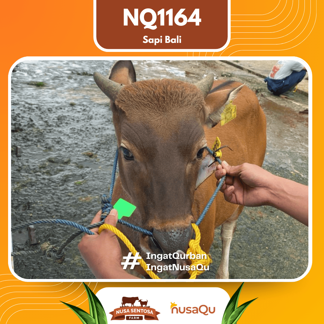 Sapi Sapi Bali NQ1164 2026 Bobot 379Kg foto 2