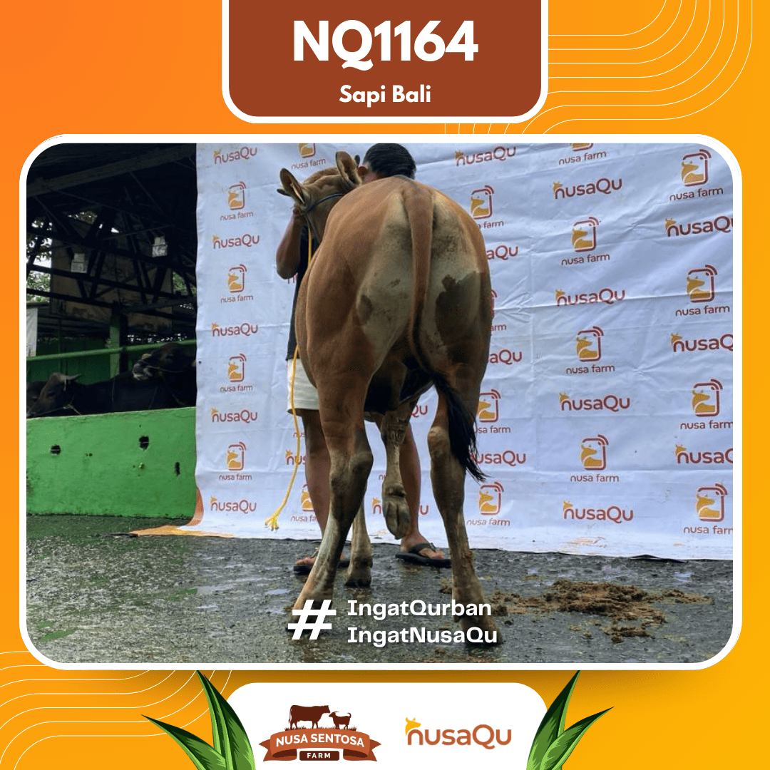 Sapi Sapi Bali NQ1164 2026 Bobot 379Kg foto 3