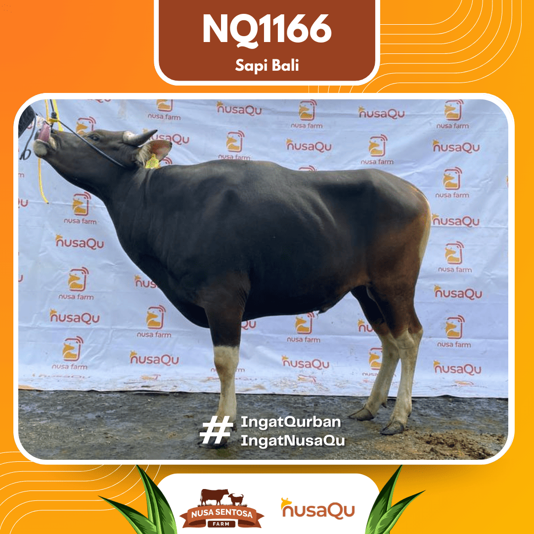 Sapi Sapi Bali NQ1166 2026 Bobot 416Kg
