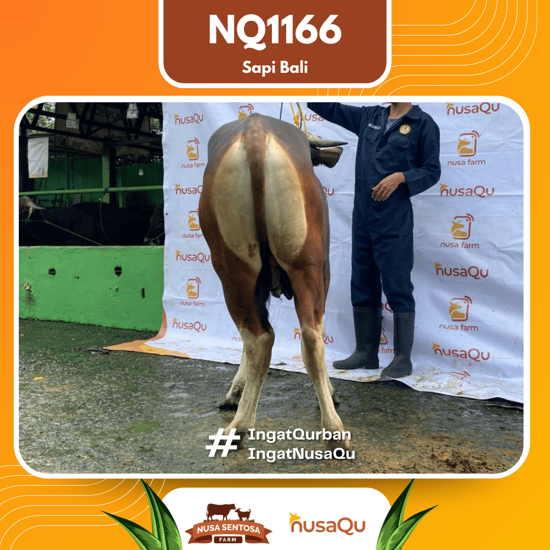 Sapi Sapi Bali NQ1166 2026 Bobot 416Kg foto 3