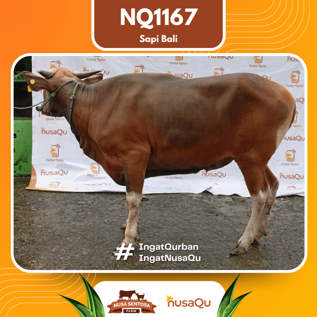 Sapi Sapi Bali NQ1167 2026 Bobot 421Kg