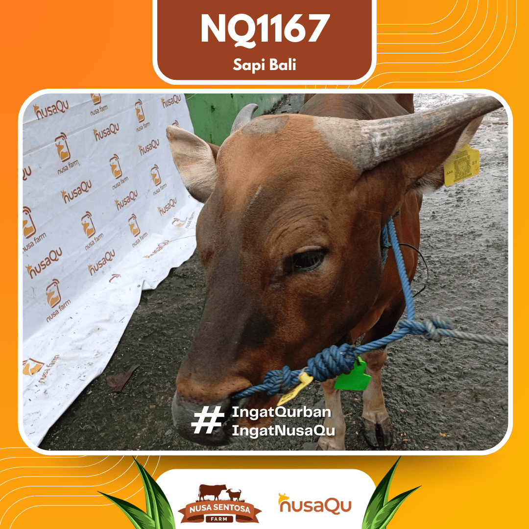 Sapi Sapi Bali NQ1167 2026 Bobot 421Kg foto 2