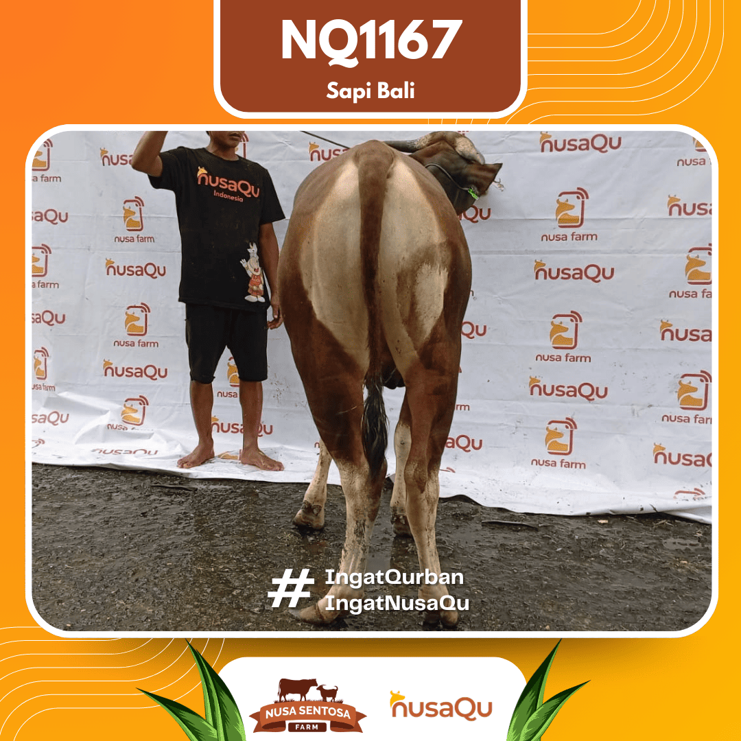Sapi Sapi Bali NQ1167 2026 Bobot 421Kg foto 3