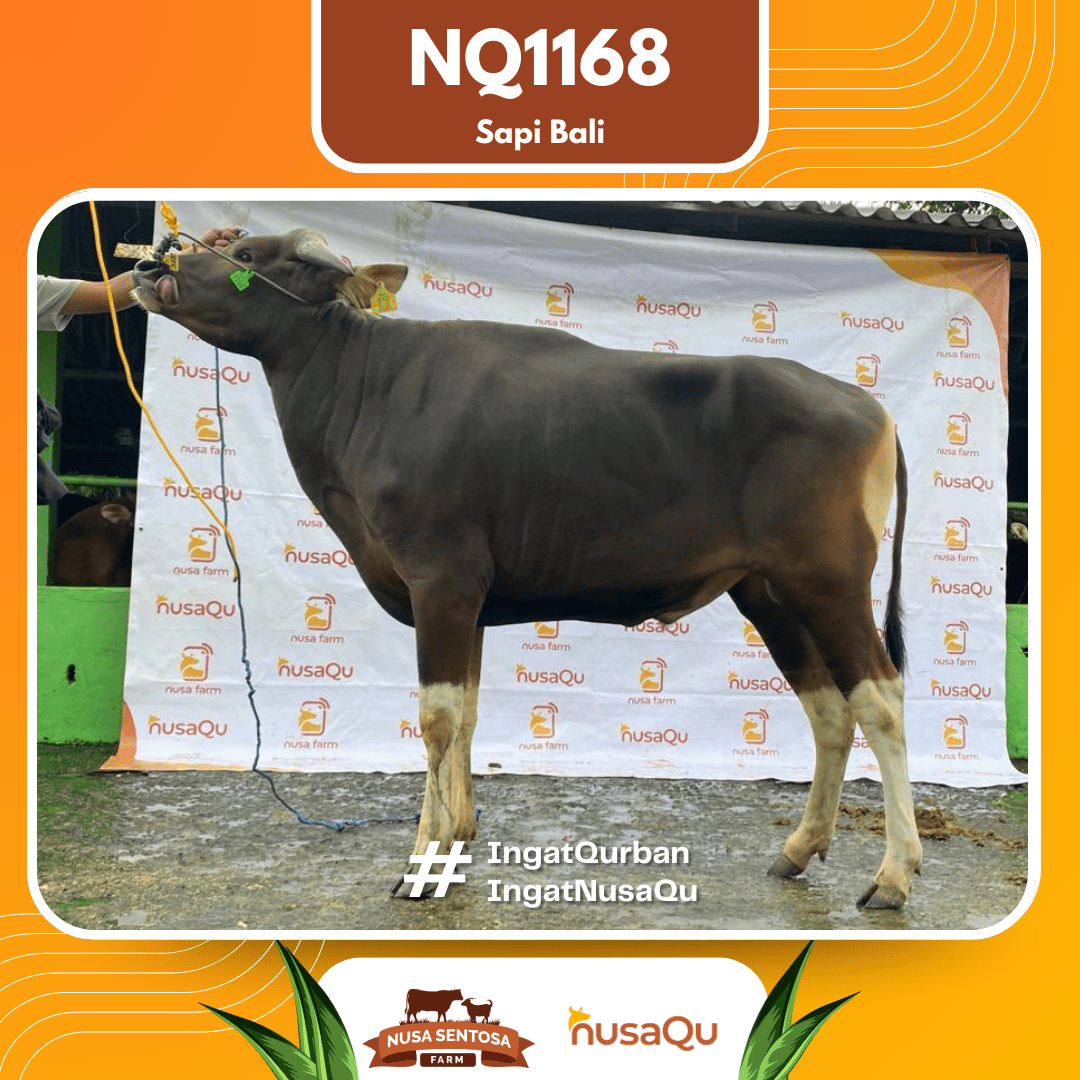 Sapi Sapi Bali NQ1168 2026 Bobot 413Kg