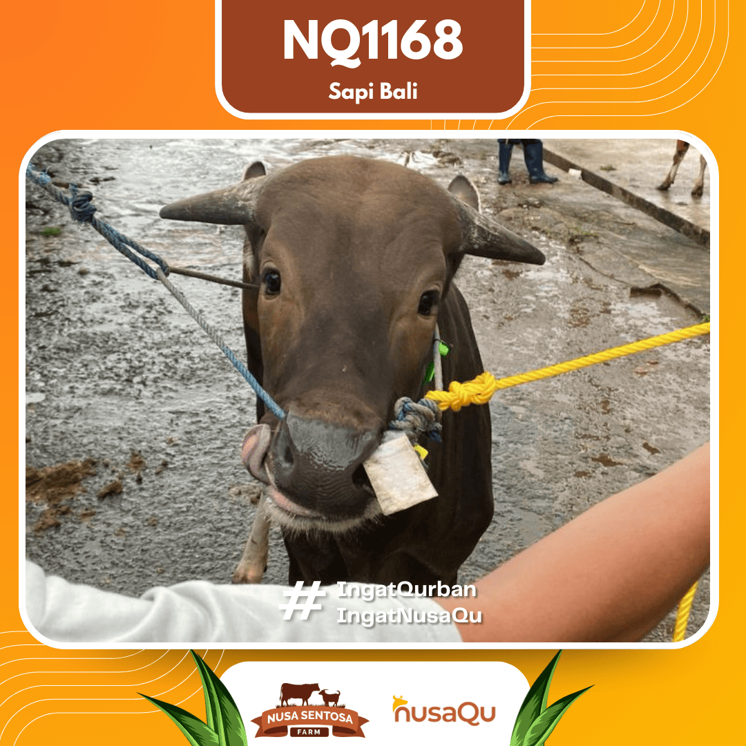 Sapi Sapi Bali NQ1168 2026 Bobot 413Kg foto 2
