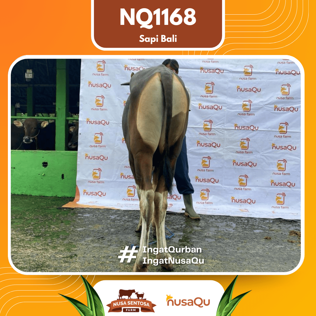 Sapi Sapi Bali NQ1168 2026 Bobot 413Kg foto 3