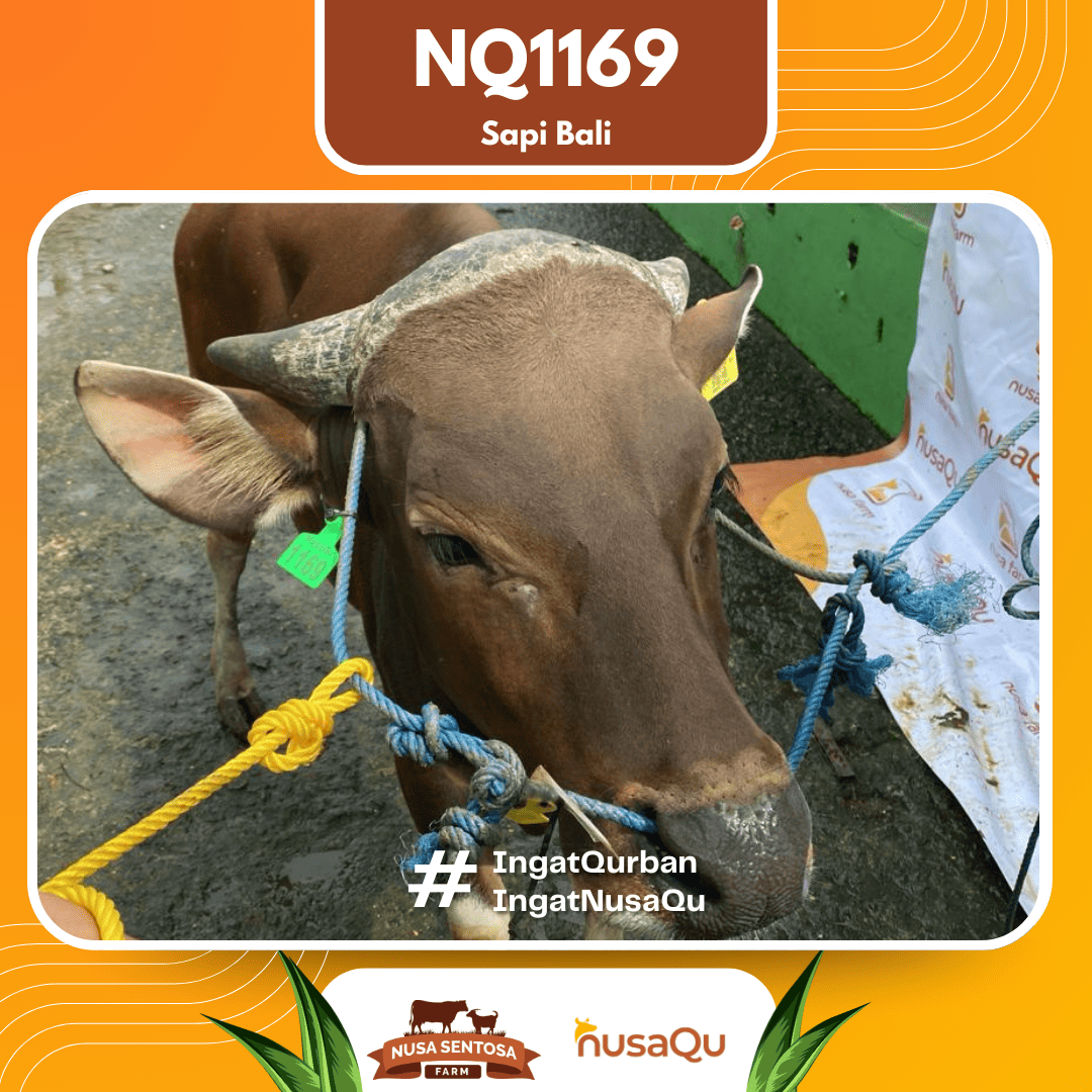 Sapi Sapi Bali NQ1169 2026 Bobot 413Kg foto 2