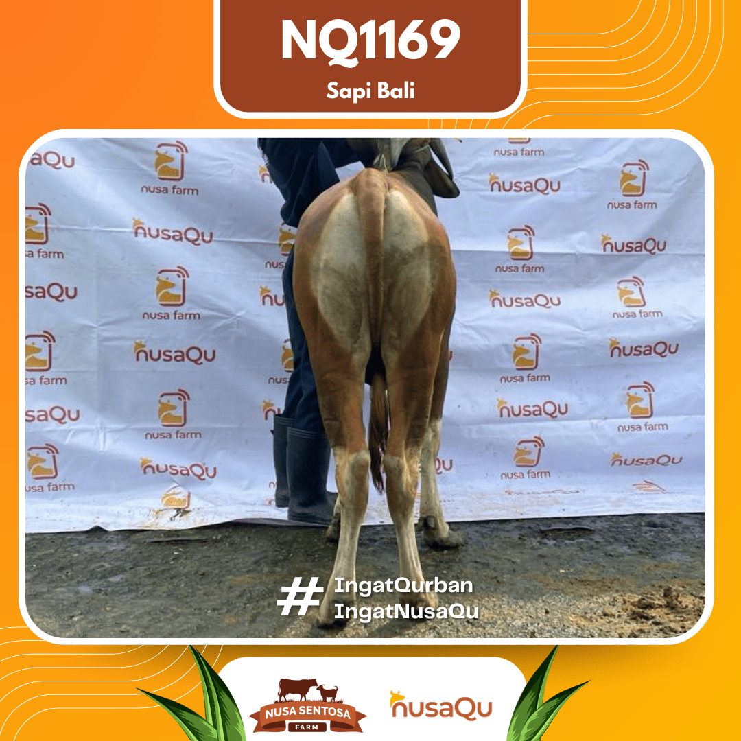 Sapi Sapi Bali NQ1169 2026 Bobot 413Kg foto 3