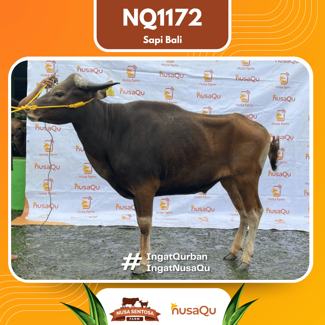 Sapi Sapi Bali NQ1172 2026 Bobot 386Kg
