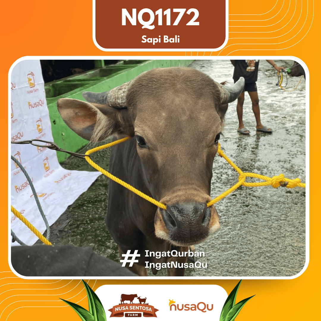 Sapi Sapi Bali NQ1172 2026 Bobot 386Kg foto 2