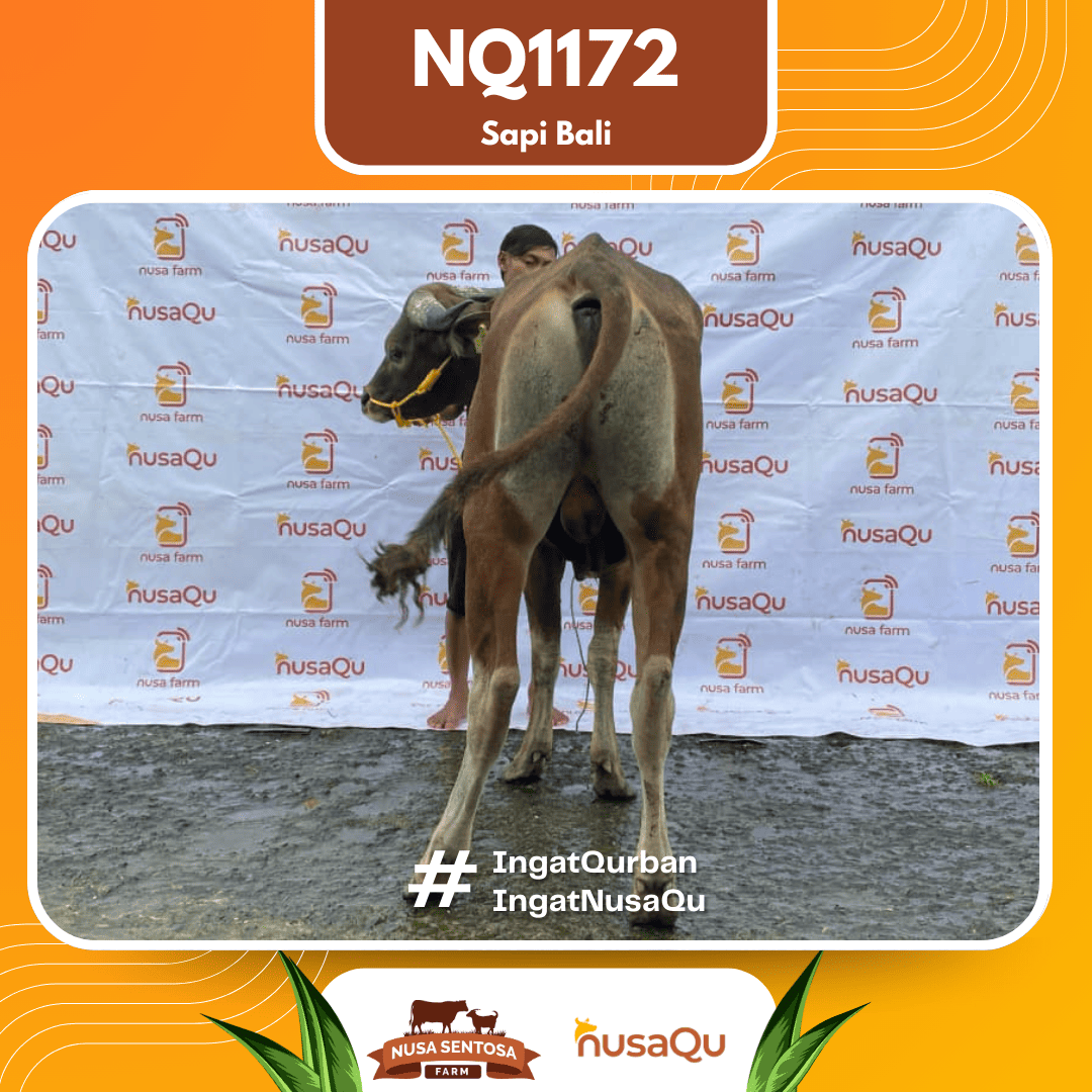 Sapi Sapi Bali NQ1172 2026 Bobot 386Kg foto 3