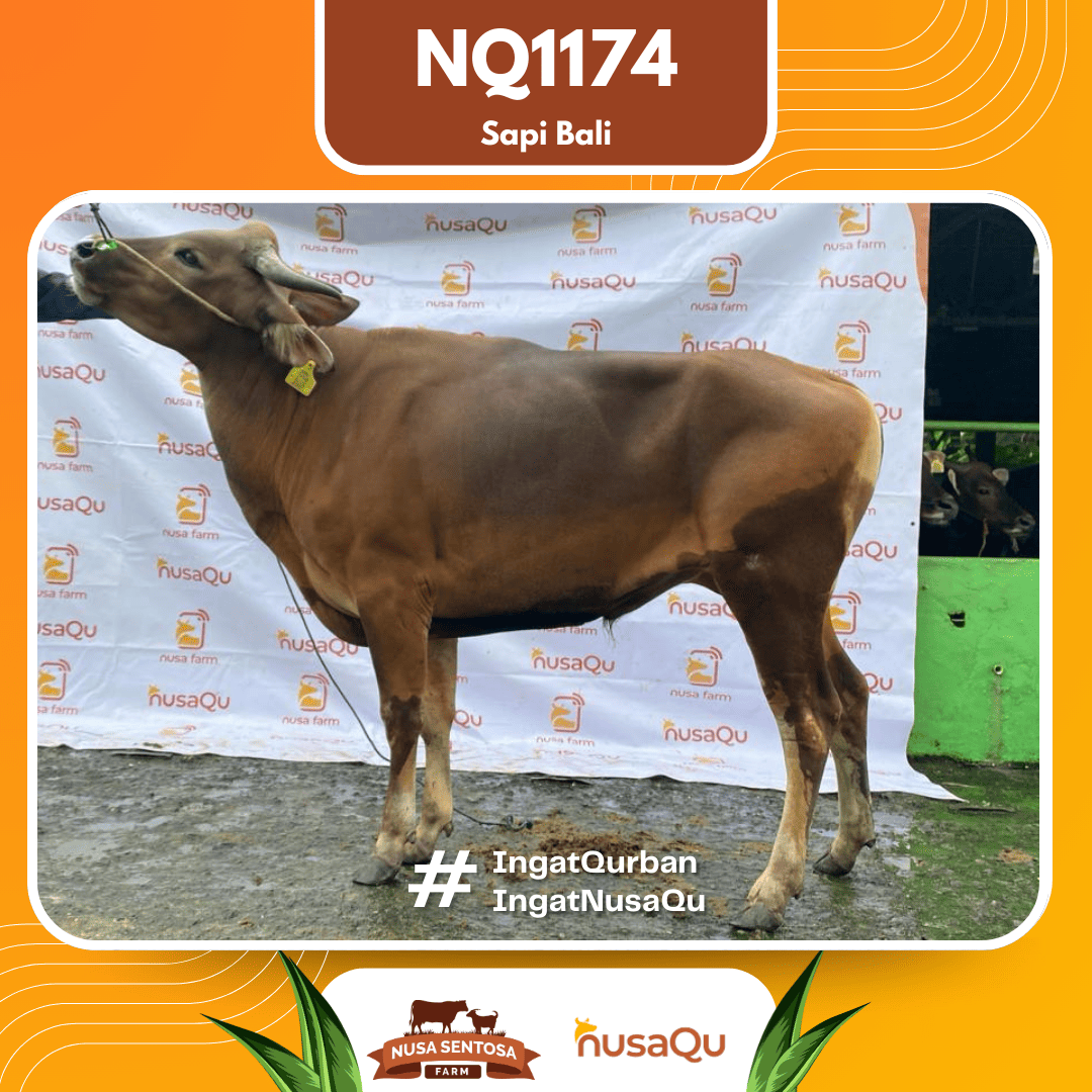 Sapi Sapi Bali NQ1174 2026 Bobot 398Kg