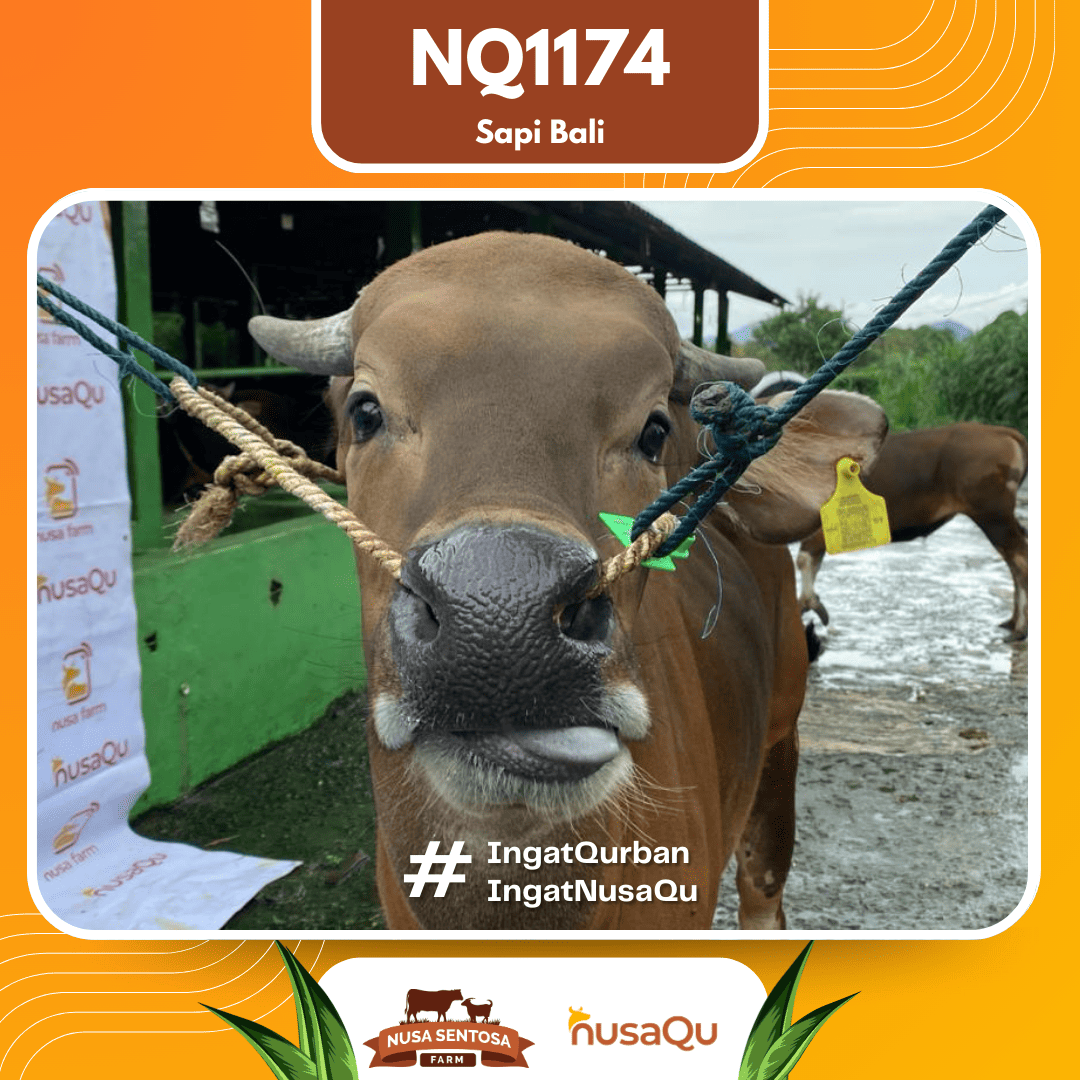 Sapi Sapi Bali NQ1174 2026 Bobot 398Kg foto 2