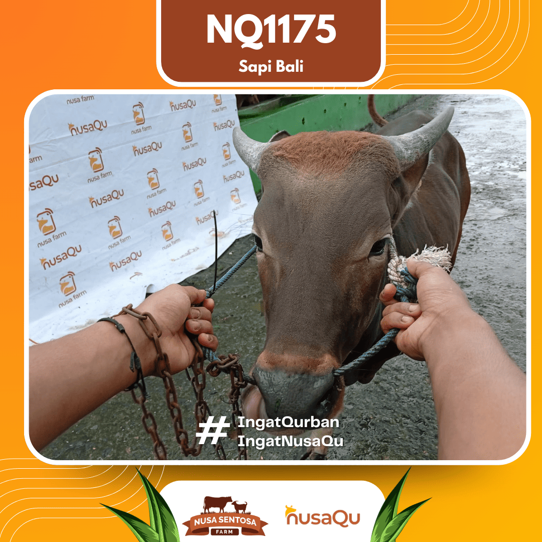 Sapi Sapi Bali NQ1175 2026 Bobot 375Kg foto 2