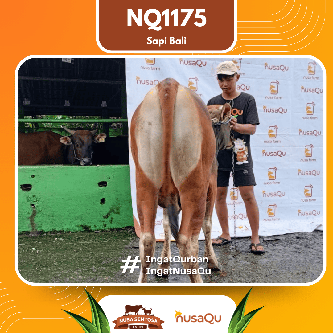 Sapi Sapi Bali NQ1175 2026 Bobot 375Kg foto 3