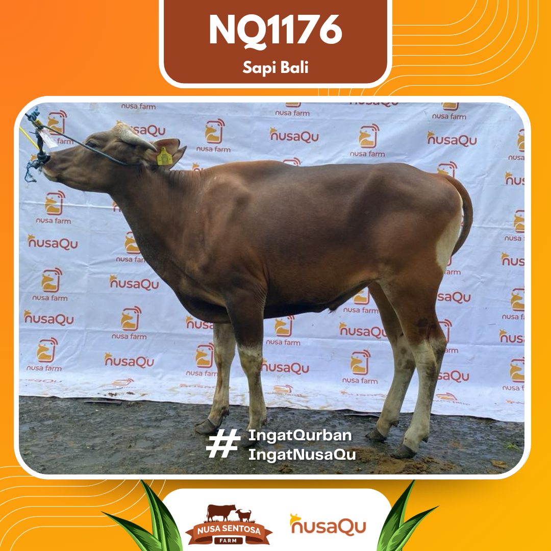Sapi Sapi Bali NQ1176 2026 Bobot 377Kg