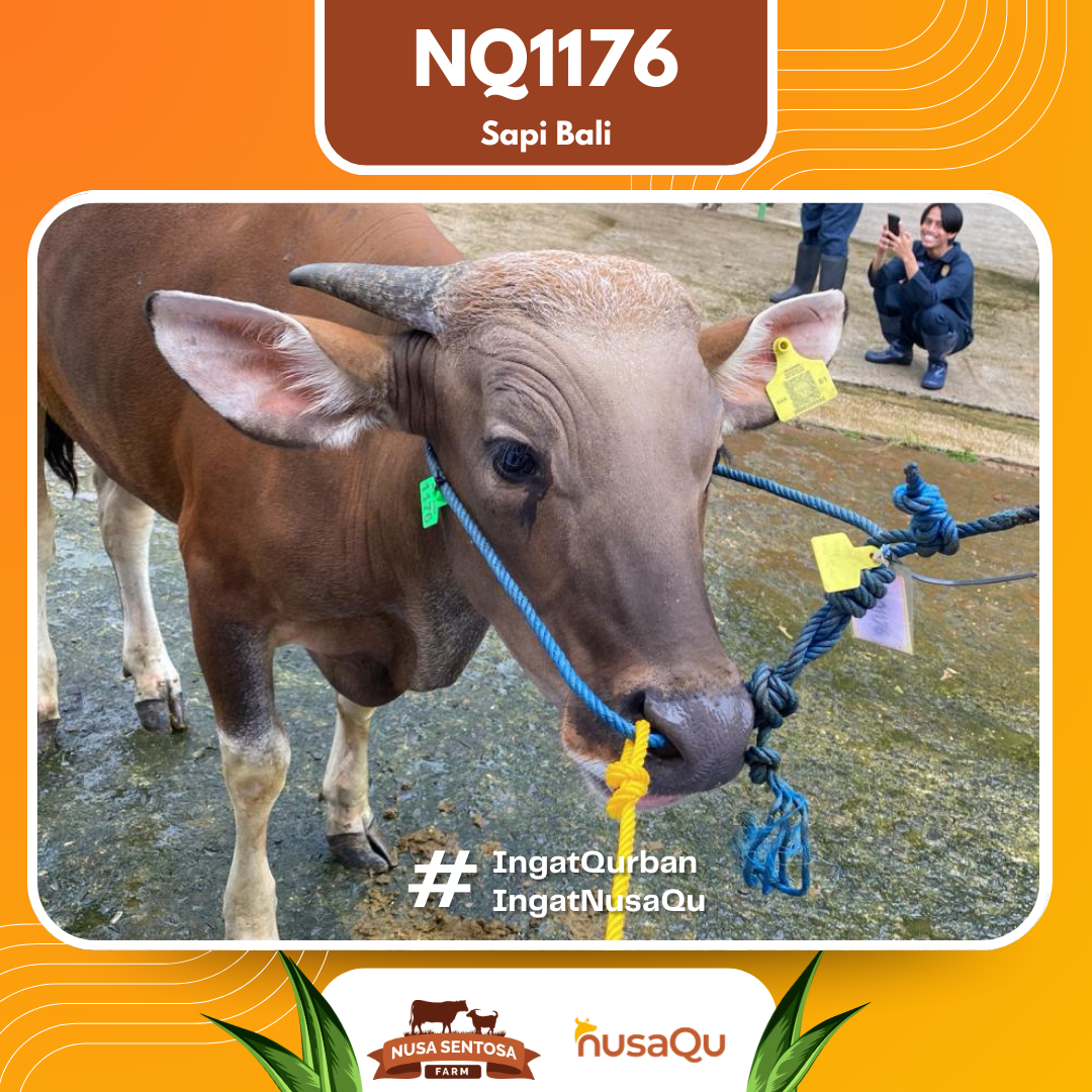 Sapi Sapi Bali NQ1176 2026 Bobot 377Kg foto 2