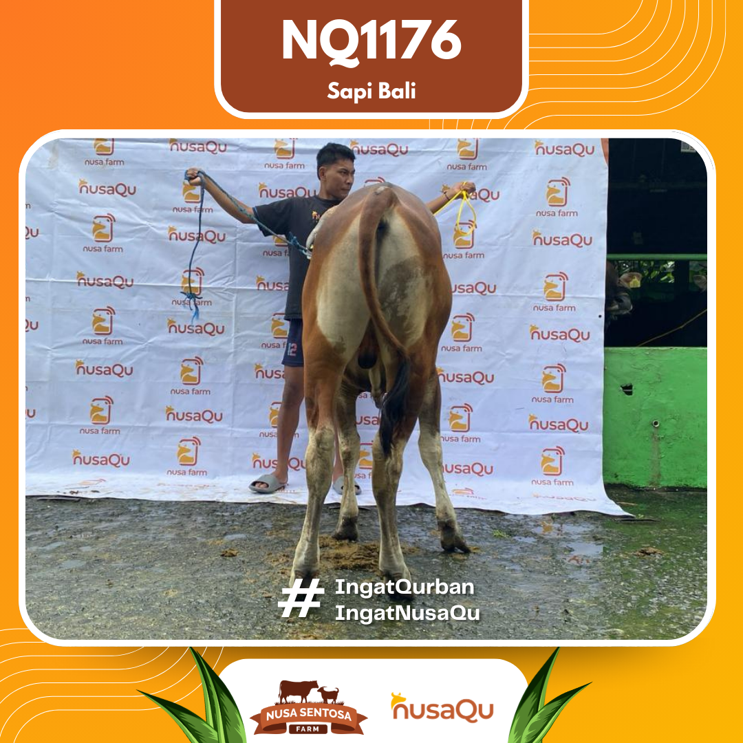 Sapi Sapi Bali NQ1176 2026 Bobot 377Kg foto 3