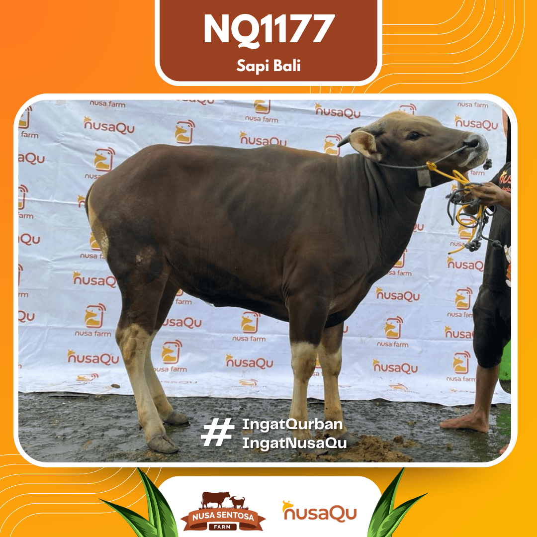 Sapi Sapi Bali NQ1177 2026 Bobot 414Kg