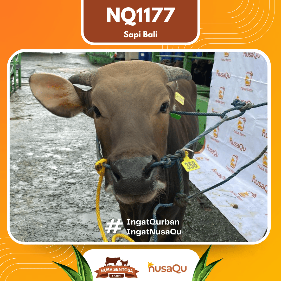 Sapi Sapi Bali NQ1177 2026 Bobot 414Kg foto 2