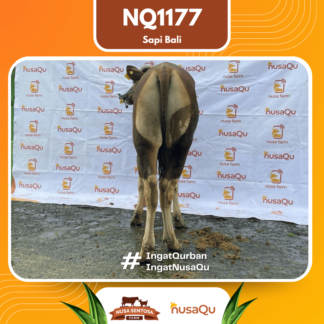 Sapi Sapi Bali NQ1177 2026 Bobot 414Kg foto 3