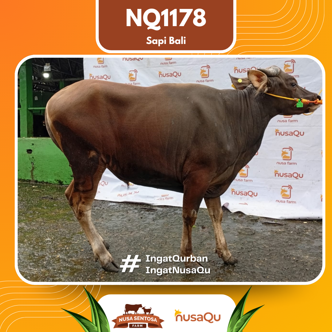 Sapi Sapi Bali NQ1178 2026 Bobot 398Kg