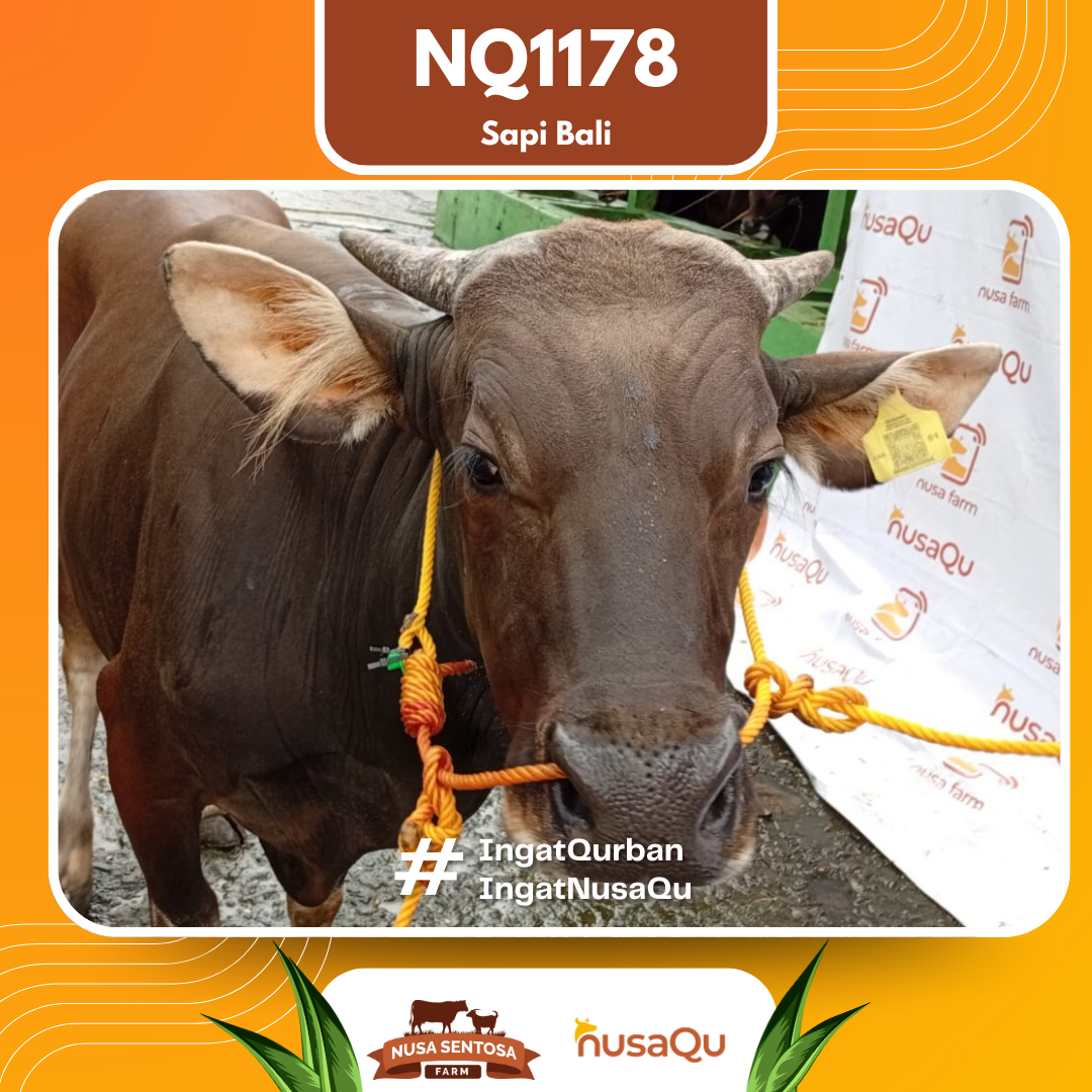 Sapi Sapi Bali NQ1178 2026 Bobot 398Kg foto 2