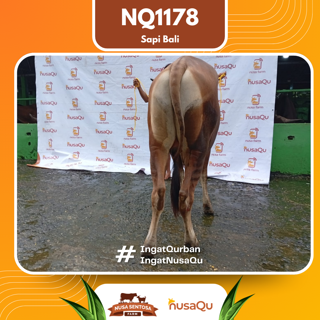 Sapi Sapi Bali NQ1178 2026 Bobot 398Kg foto 3