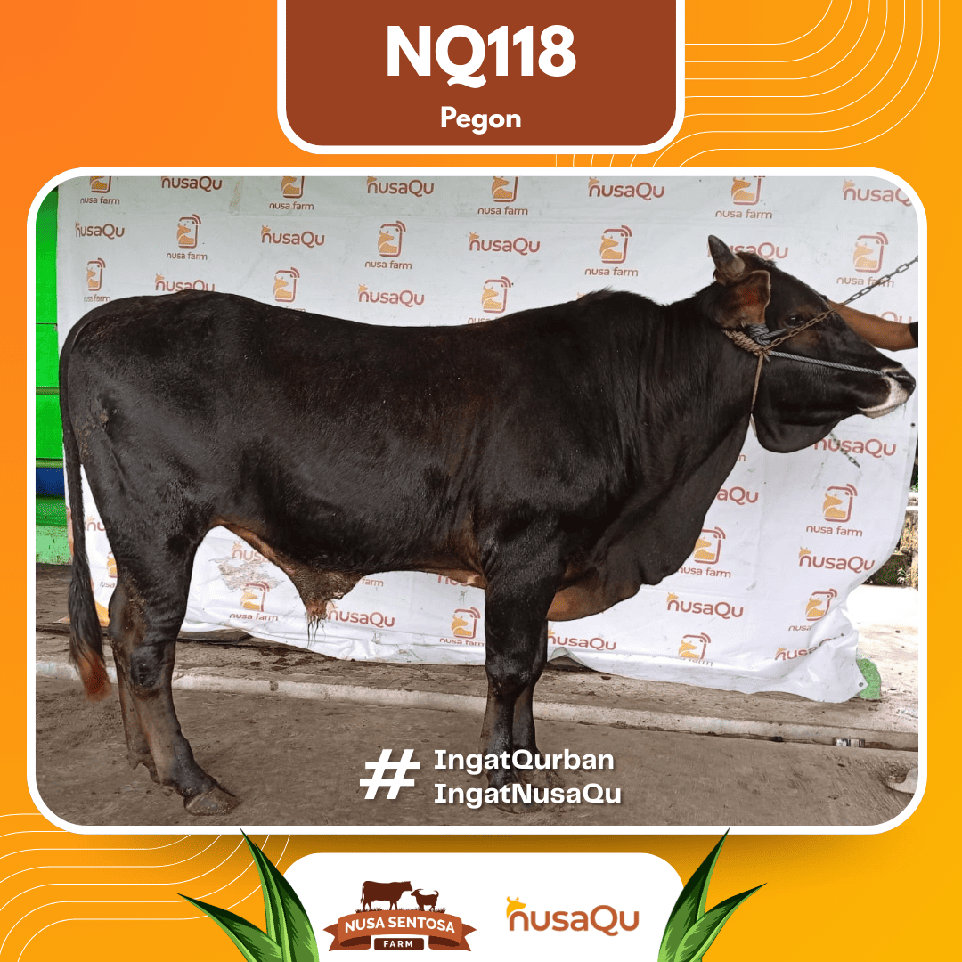 Sapi Pegon NQ118 2026 Bobot 625Kg