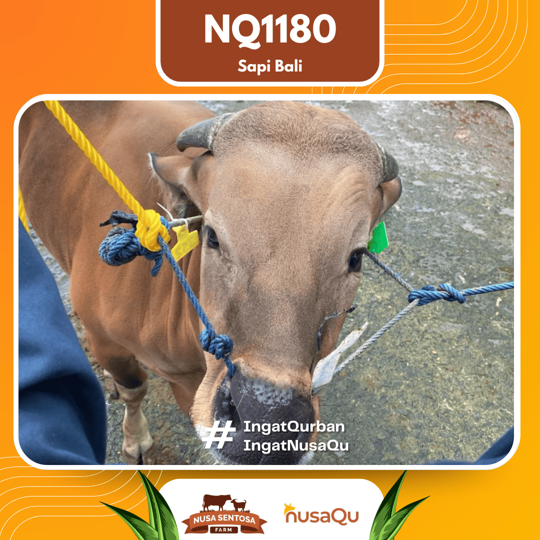 Sapi Sapi Bali NQ1180 2026 Bobot 393Kg foto 2